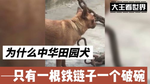 为什么田园犬如此不受人待见 