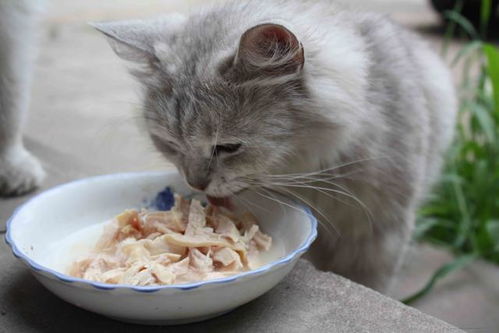 最适合猫咪的食物,并不是昂贵的进口猫粮 超全喂养指南就在这里