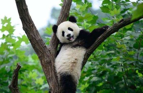 大熊猫为什么被视为中国的国宝,大熊猫为什么被视为中国的国宝? 答案