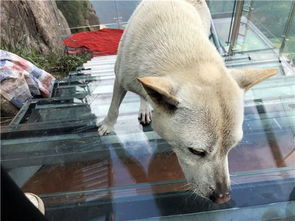 游客带着狗登广东海拔最高的玻璃天梯,狗被吓得闭上眼睛