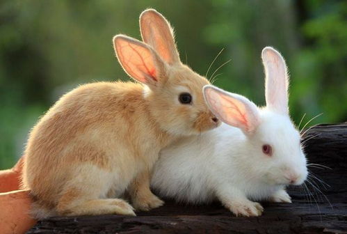 十兔九不全 属兔人最有福气的4个出生月份,一生的吉祥富贵命