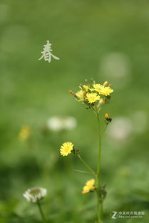 小花小草