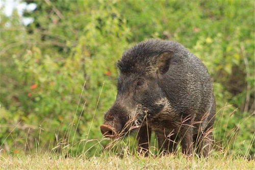 杭州发现一头160斤野猪,咬伤几只大鹅后,又扑向86岁的老人