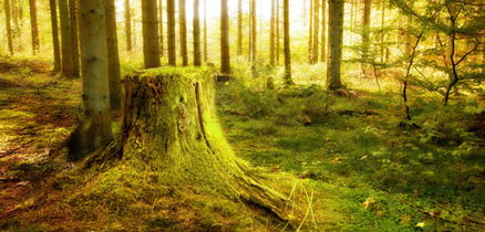 周公解梦梦见森林 梦到森林 周公解梦网 