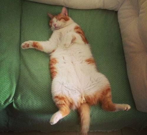 14斤的胖猫咪是种什么体验 