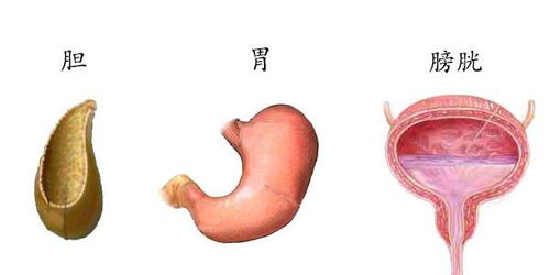 六脏六腑比五脏六腑更靠谱 