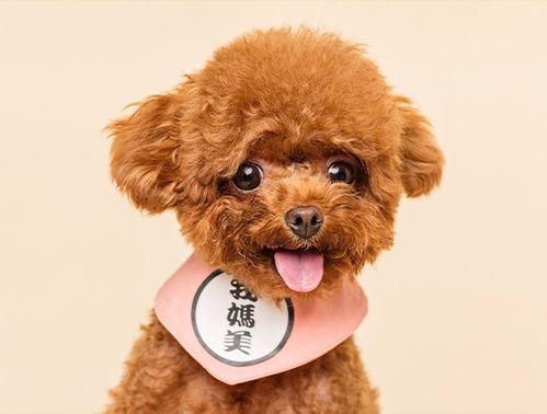 宁波市镇海区蛟川新西典宠物美容店 您身边的宠物美容学校及宠物美容培训班专家