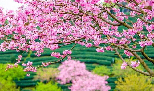 不出遠門看醉美櫻花園 媲美日本櫻花 福建版阿里山 永福櫻花 住傳說中