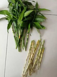 平安竹怎样养富贵竹怎样快速生根？