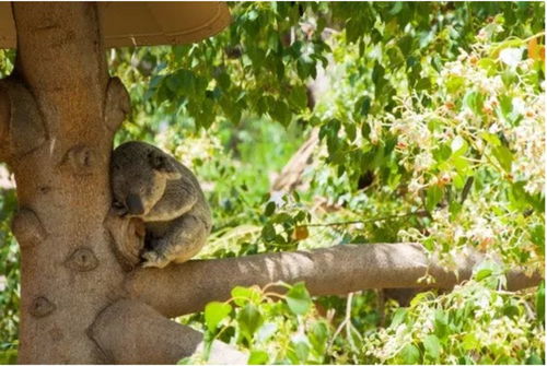 动物建筑师丨Koala篇 熊与火之歌