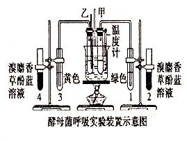 某研究小组的同学利用下图所示的实验装置.进行了酵母菌细胞呼吸的相关实验.由此.可以得出的结论是 A. 酵母菌有氧呼吸和无氧呼吸都能产生CO2 B. 酵母菌有氧呼吸和无氧呼吸都能产生乙醇 