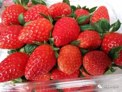 怎么种吃的草莓