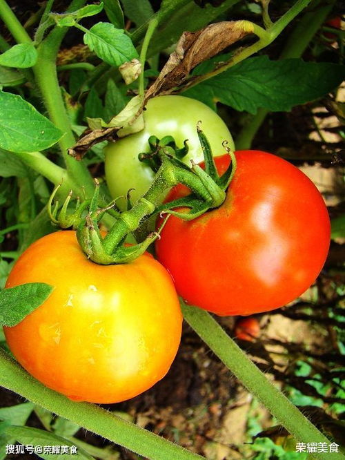 最贵的西红柿品种 真正的普罗旺斯西红柿