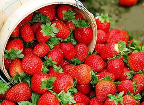 杨屋采摘牛奶草莓 小铭奶油草莓园产量高 