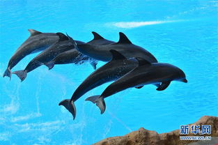 海豚表演 组图 