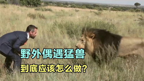 男子野外偶遇10头狮子,接下来他的做法,堪称教科书级别 