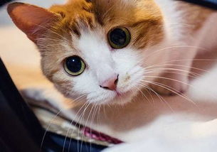 猫咪喜欢玩什么 为什么轻轻的咬人 乐单机