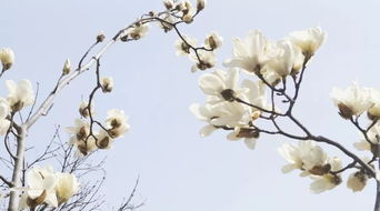 fe52af262920c543? - 白玉兰的基本介绍,从神话中走出的花朵，大自然的优雅诠释