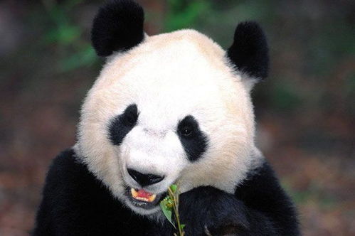 大熊猫的脾气怎么样 到底是熊啊,要小心啦
