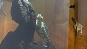 鱼龟混养 圆澳龟 黄头侧颈龟 荧光斑马 黄礼服白子 黑玫瑰 冰蓝 水族箱