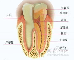 牙髓炎属于几级疼痛,牙髓炎简介