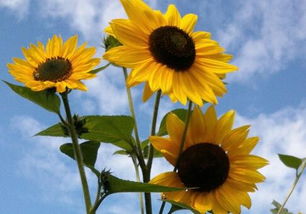太阳花怎么种植方法,种植季节和时