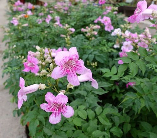 绿植花卉用什么肥好,绿植花卉用什