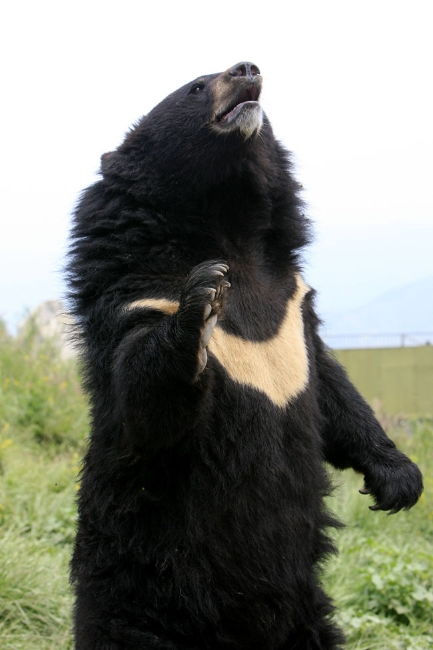 黑熊掰棒子 的故事你还在信 它的智商比你想象的可高多了