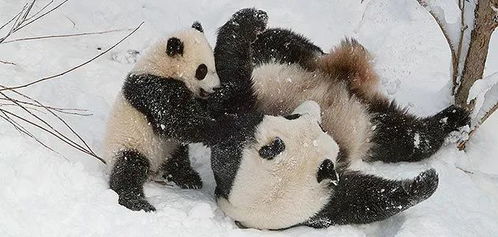旅美大熊猫美香诞下新生命 