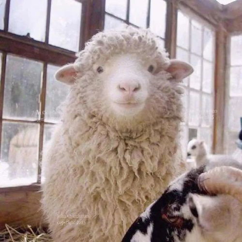 你也是一只普通的绵羊
