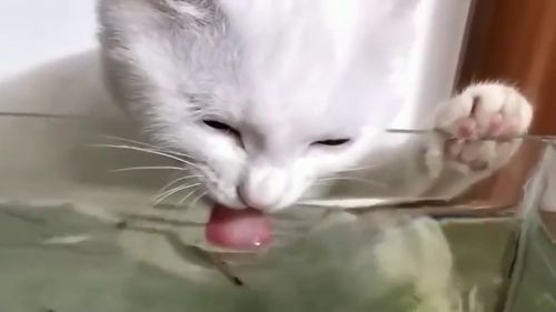 猫咪 我都说了只喝水不吃鱼,这次你相信了吧 