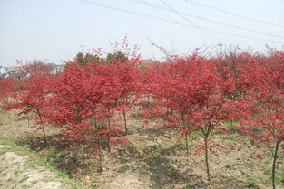 日本红枫什么时候变红,日本红枫一年四季都是红的吗