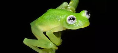 世界上最慎人的十种青蛙,真是大开眼界 保证你从未见过