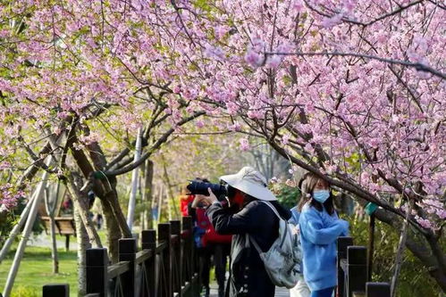 日本樱花节活动,日本樱花节:庆祝花之美