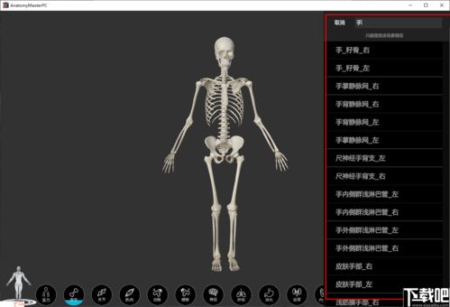 人体3d模型软件有哪些