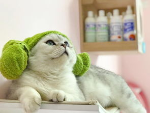 怎样给猫洗澡,怎样给猫洗澡才不会被它抓