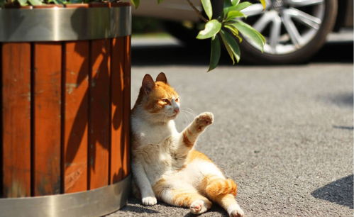 全球常见的8种宠物猫,第一名占据宠物界的半壁江山