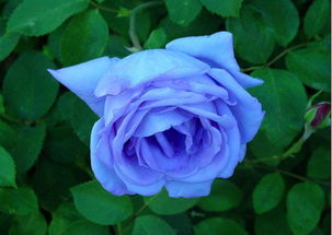 蓝色妖姬花语16朵,16朵蓝色妖姬花语是什么？