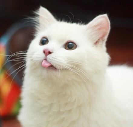 猫咪为什么要吐舌头 才不是单纯的卖萌呢 哼