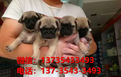 正宗巴哥犬幼犬出售 南京宠物狗市场犬舍在哪里卖狗地方哪里有买狗