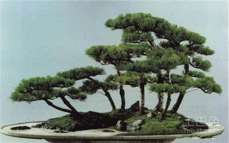 松树怎么弄好看？如何让松塔变成好看的松树盆景(松塔怎样培育树苗)