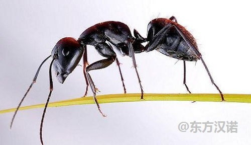 家里有蚂蚁不用怕,7个方法告诉你厨房如何驱蚁灭蚁 