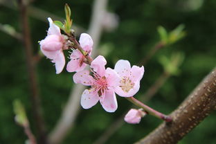 春日里芳，花开时节满庭芳，春日芳华是什么意思