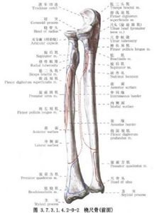 尺骨桡骨解剖图 搜狗图片搜索