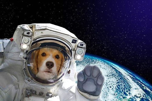 第一只太空狗,在宇宙漂泊了半个世纪,科学家为何要毒死它