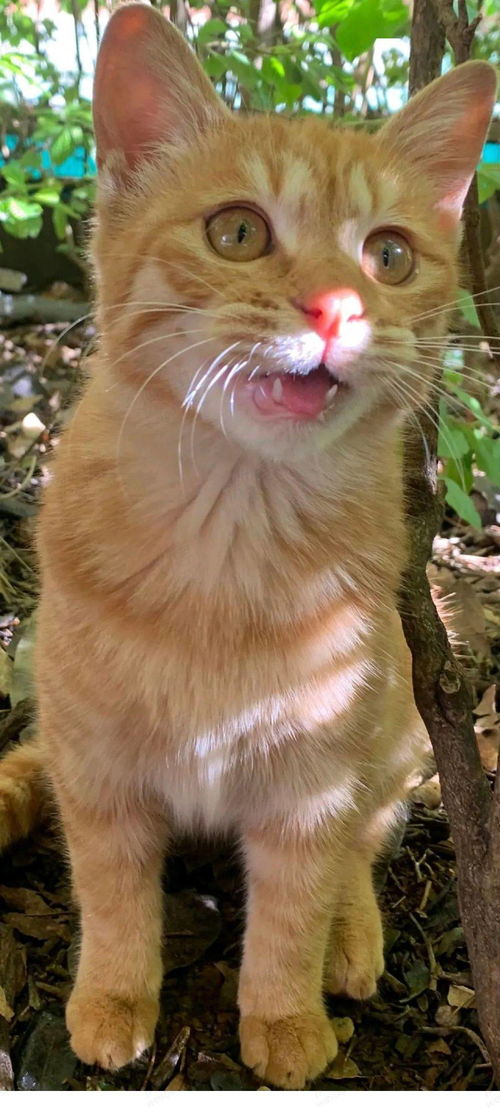 四个月大橘猫寻领养