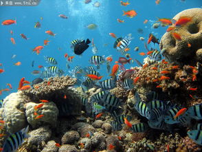 实拍海底世界图片 海洋公园摄影