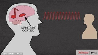 人脑是如何听懂讽刺的 科学家找到理解音调关键脑区 