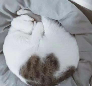 小猫睡觉的姿势描写(小猫睡觉的姿势描写片段)