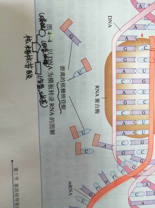 核糖核苷酸,核糖核苷酸是什么东西